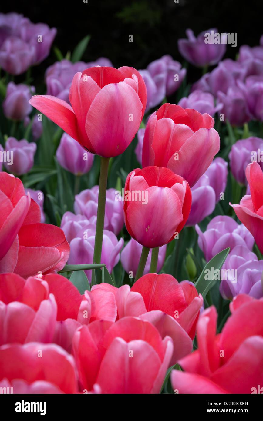Tulipani in fiore in primavera, Longwood Gardens, Kennett Square, Pennsylvania Foto Stock
