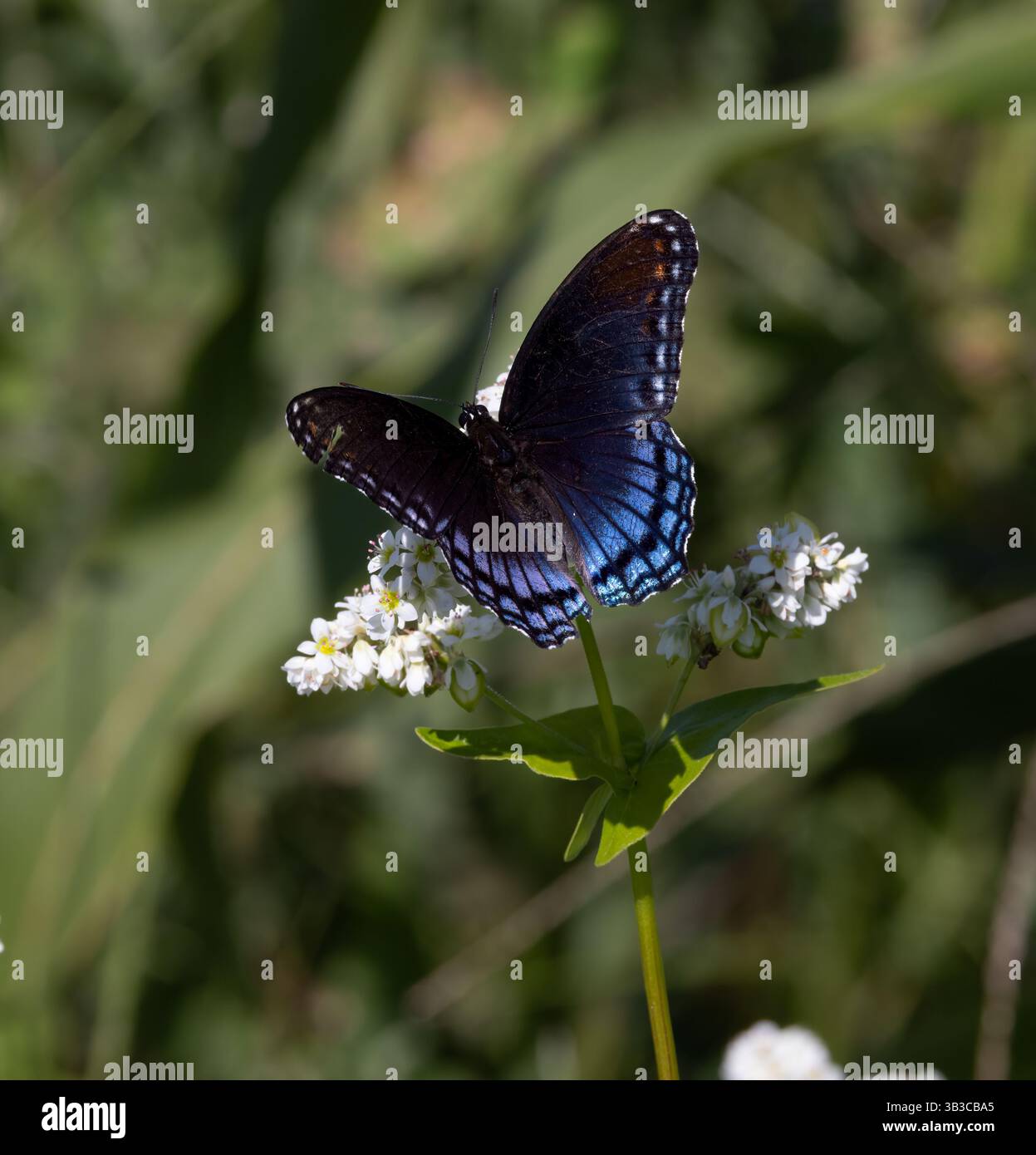 Relazione simbiotica della farfalla dell'ammiraglio maculato rosso (Limenitis arthemis) sul grano saraceno, Delaware Botanic Gardens, Delaware Foto Stock