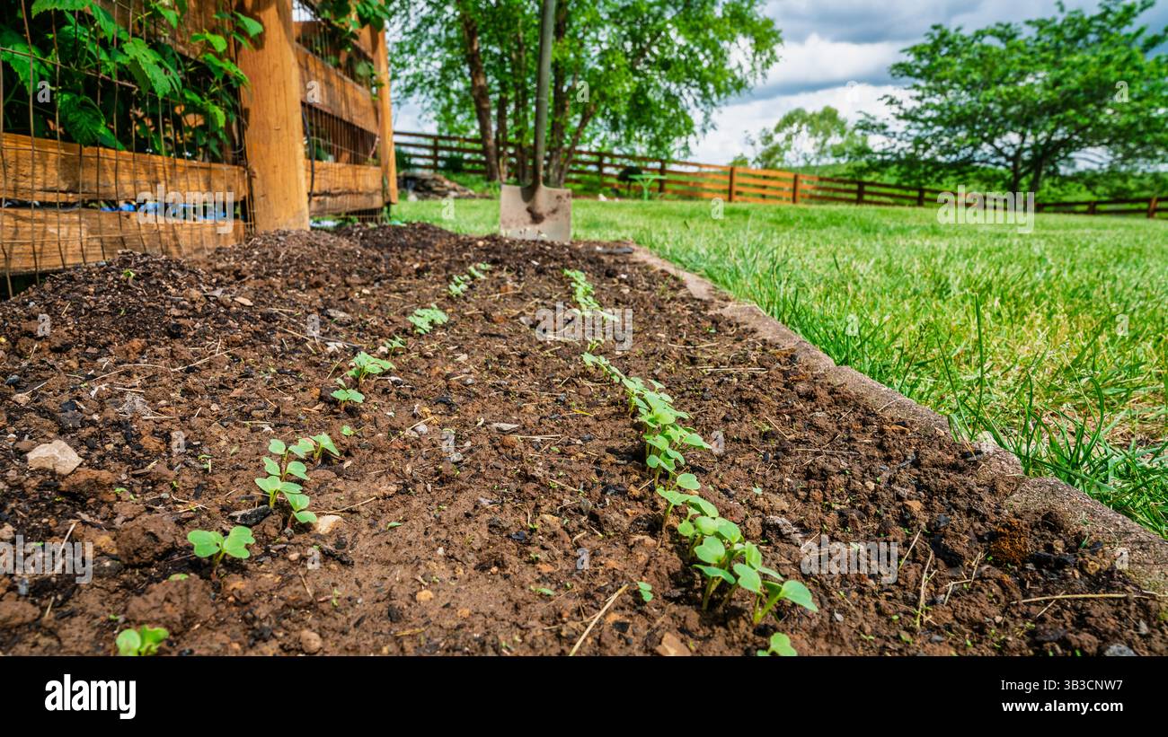 Nuove piantine emergono nel letto del giardino in primavera Foto Stock