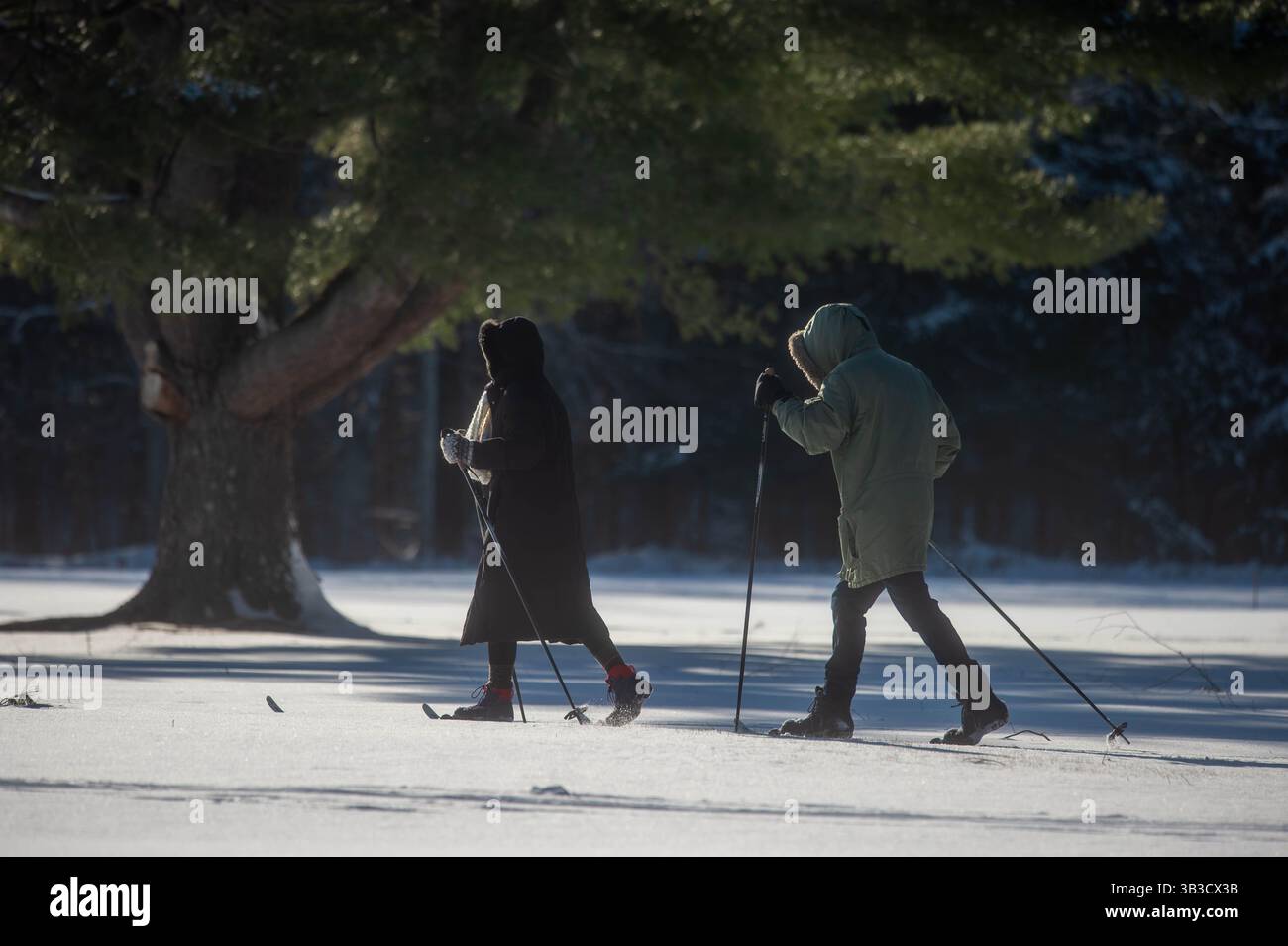Una coppia di sci di fondo attraverso una foresta innevata, catturando lo spirito dei viaggi invernali, dell'avventura all'aria aperta e delle attività ricreative stagionali. Foto Stock