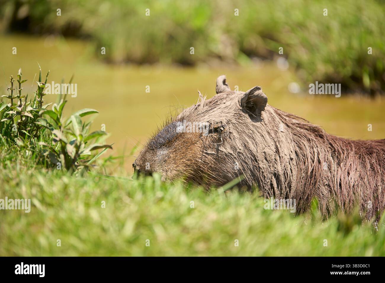 Capybara maschile, hydrochoerus hydrochaeris, nell'acqua, ricoperta di fango, pratica abituale tra questi roditori per regolare la temperatura corporea, prote Foto Stock