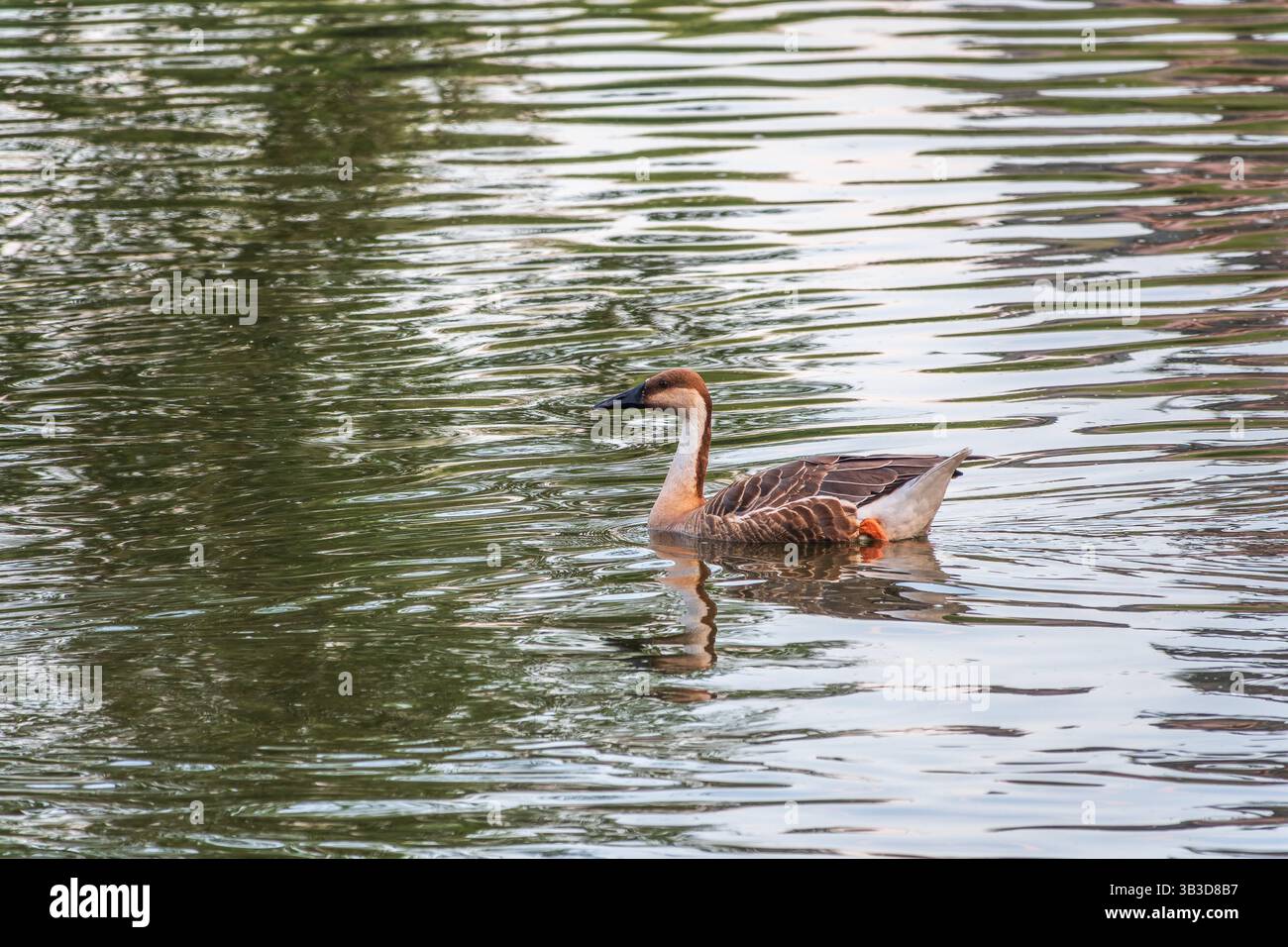 Swan Oca, Anser cygnoides, nuotando in acqua di lago. L'oca di Swan è un'oca grande con una gamma di allevamento naturale nella Mongolia interna, la Cina più settentrionale, A. Foto Stock