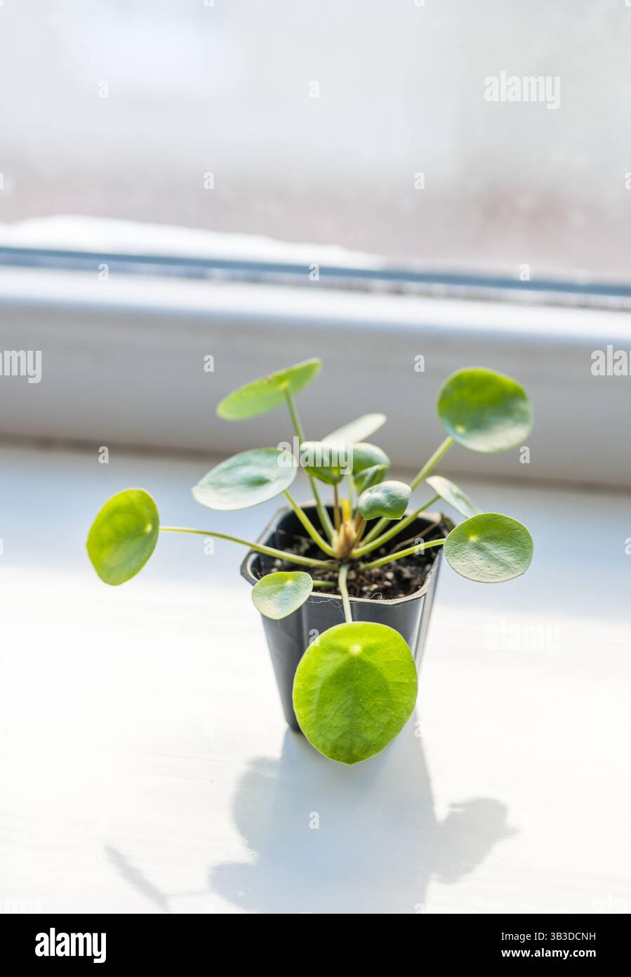 Pianta cinese del denaro in un vaso. Pilea Peperomiodes su un sigillo per finestra. Concetto di piante da interni. Foto Stock