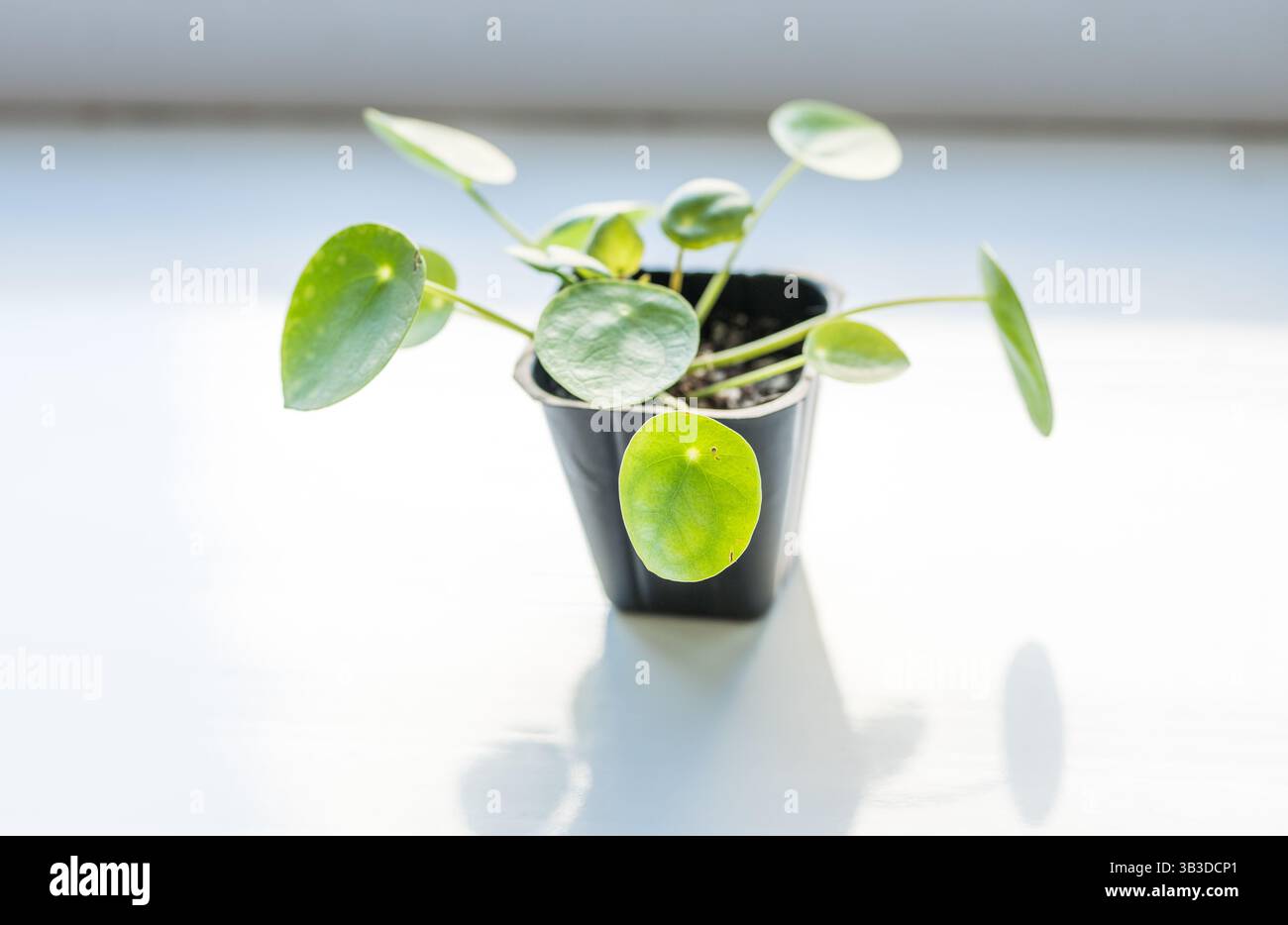 Pianta cinese del denaro in un vaso. Pilea Peperomiodes su un sigillo per finestra. Concetto di piante da interni. Foto Stock