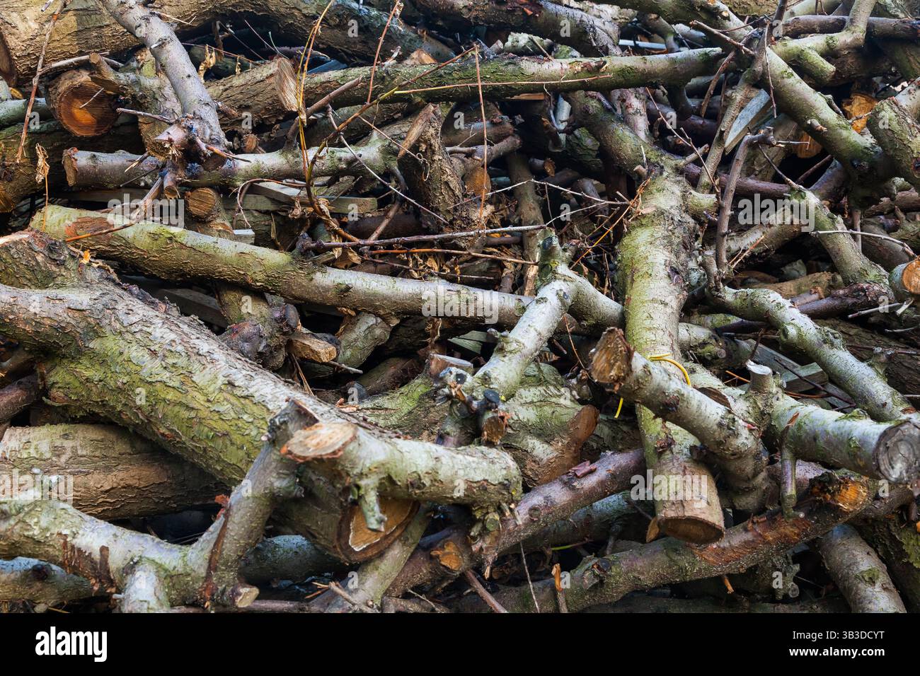 Un mucchio di rami di legno tagliati di varie dimensioni. Foto Stock