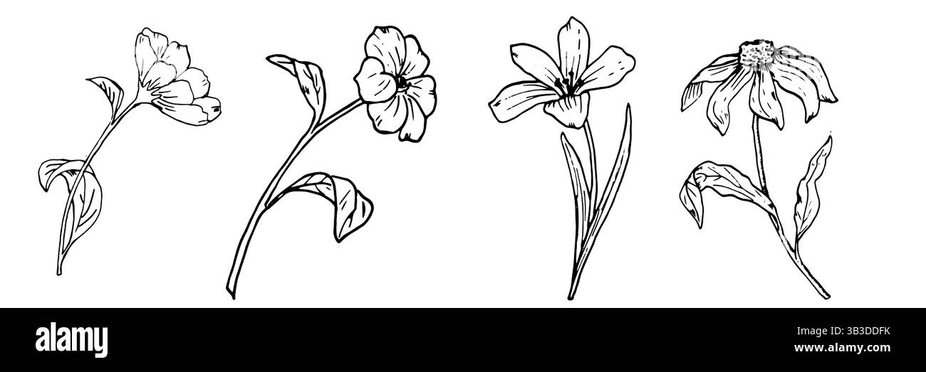 Set di fiori da giardino primaverili con foglie, schizzi di inchiostro bianco e nero. Illustrazione botanica vettoriale. Un disegno di fiori di prato, isolato su un bianco Illustrazione Vettoriale