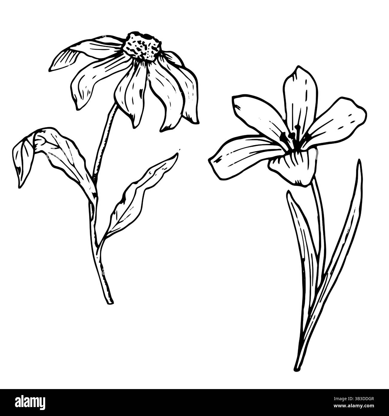 Set di fiori da giardino primaverili con foglie, schizzi di inchiostro bianco e nero. Illustrazione botanica vettoriale. Un disegno di fiori di prato, isolato su un bianco Illustrazione Vettoriale