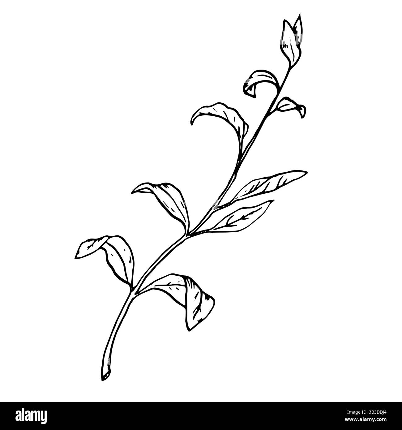 Ramoscello a molla con foglie, schizzo a inchiostro bianco e nero. Illustrazione botanica vettoriale. Un ramo d'albero e l'erba del giardino, isolati su un dorso bianco Illustrazione Vettoriale