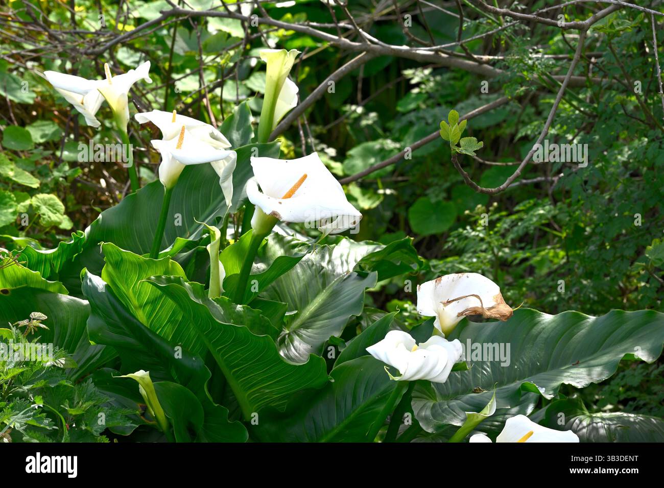 Fiori primaverili bianchi di Zantedeschia aethiopica, calla o giglio d'arum, la Coruna Spagna, aprile Foto Stock