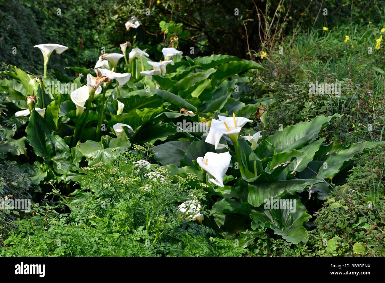 Fiori primaverili bianchi di Zantedeschia aethiopica, calla o giglio d'arum, la Coruna Spagna, aprile Foto Stock