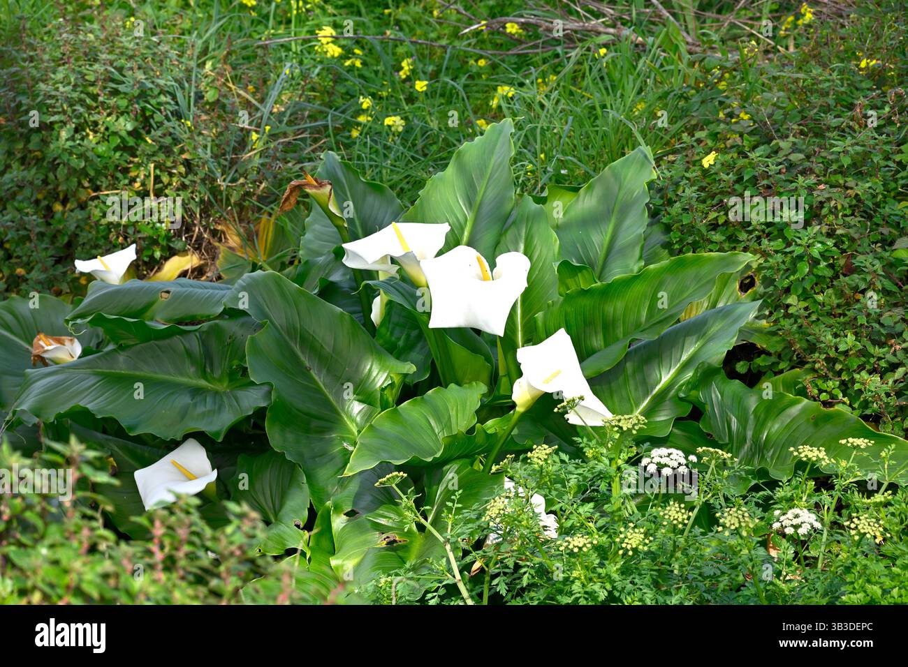 Fiori primaverili bianchi di Zantedeschia aethiopica, calla o giglio d'arum, la Coruna Spagna, aprile Foto Stock