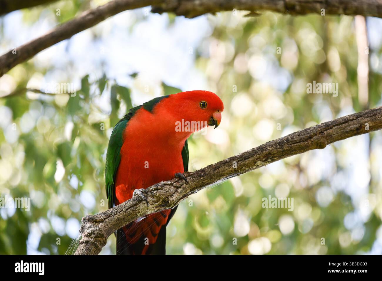 pappagallo rosso e verde da vicino Foto Stock