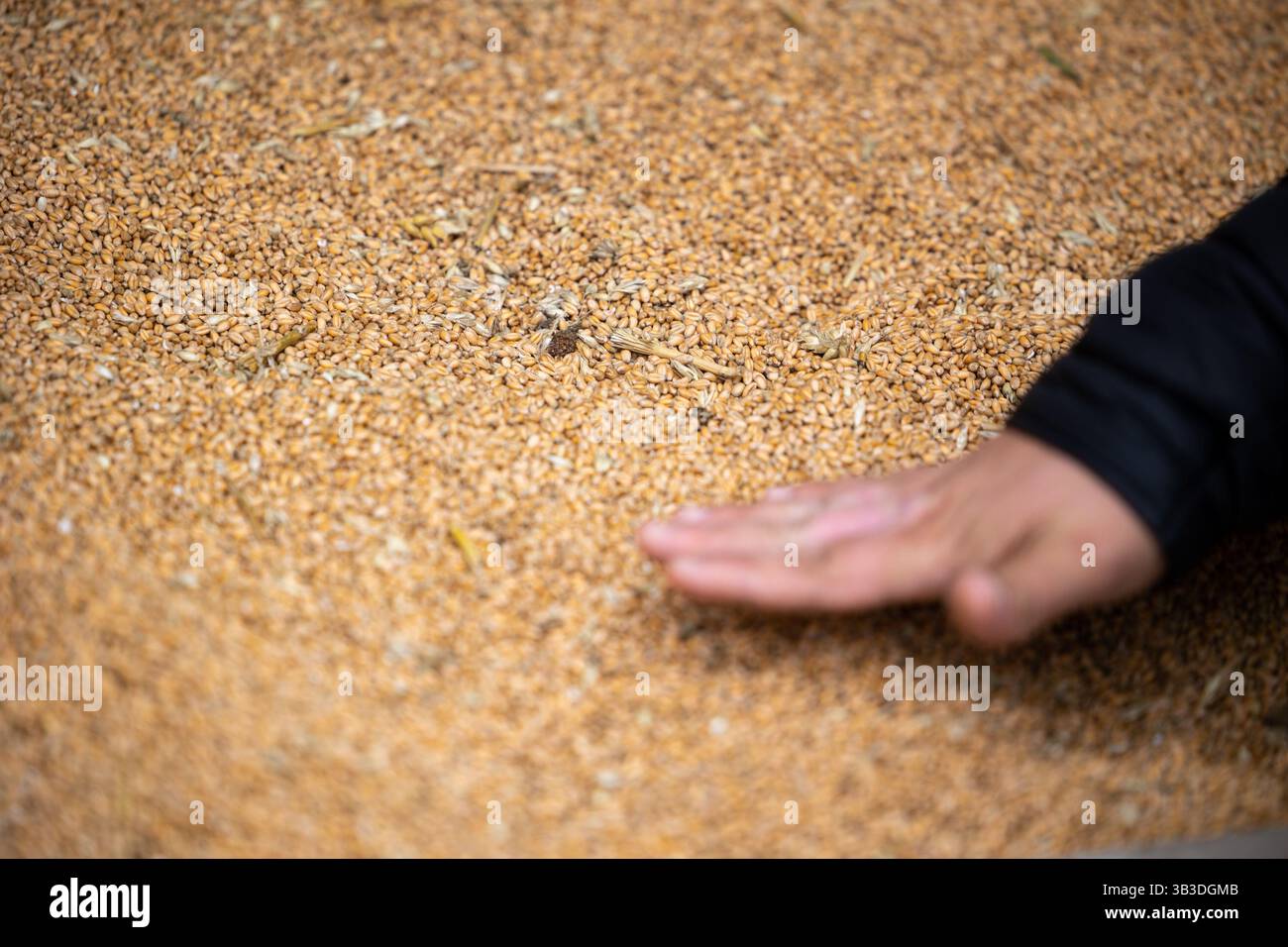 la mano di un agricoltore raccoglie i cereali in un mucchio di grani di grano che si essiccano presso il magazzino del mulino o l'elevatore del grano. Il principale gruppo di materie prime nei mercati alimentari Foto Stock
