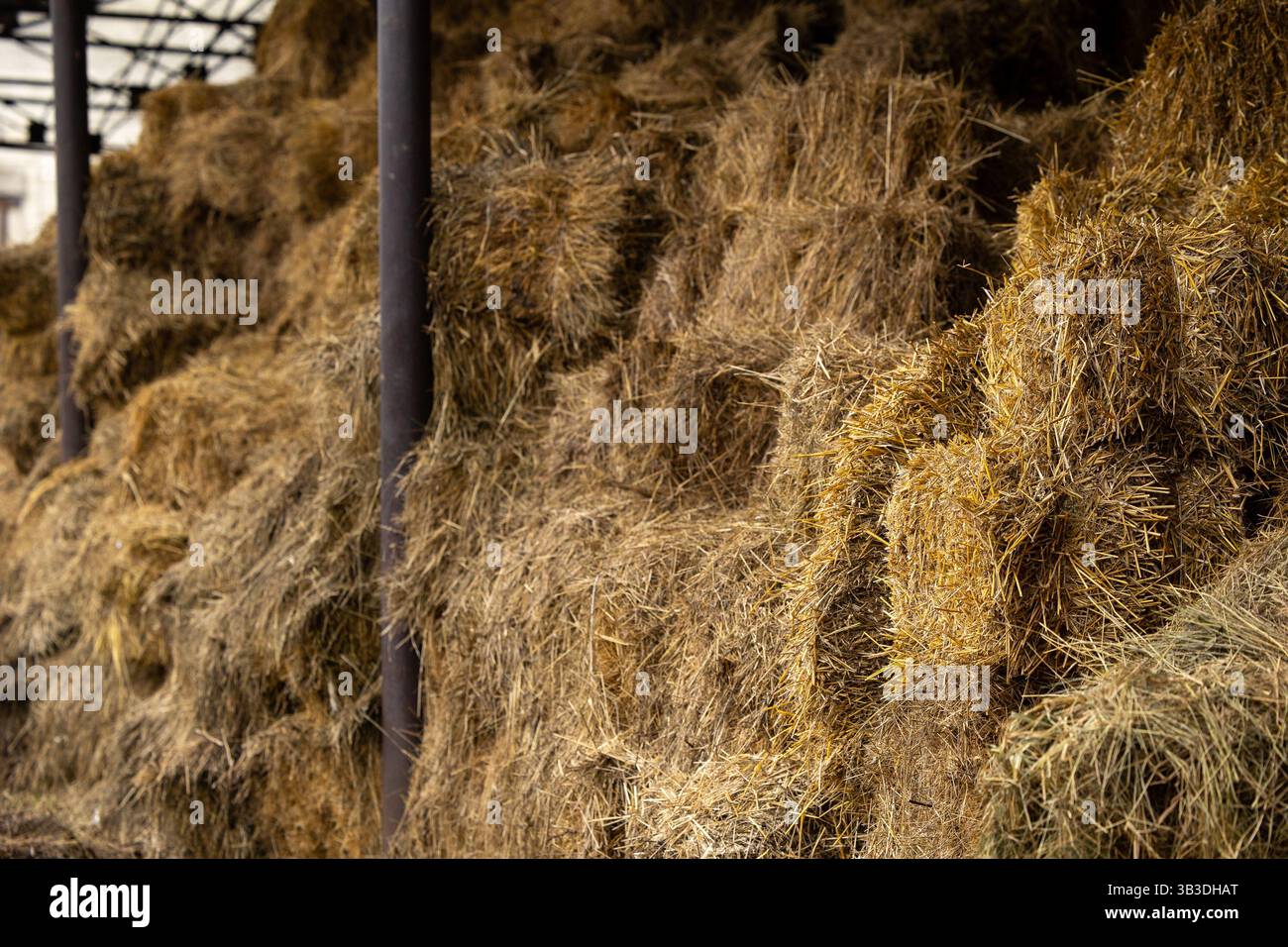 Stoccaggio del fieno e della paglia in balle nell'azienda agricola. Tema concettuale: Raccolta degli stock. Sicurezza alimentare. Agricoltura. Agricoltura. Produzione alimentare. Foto Stock