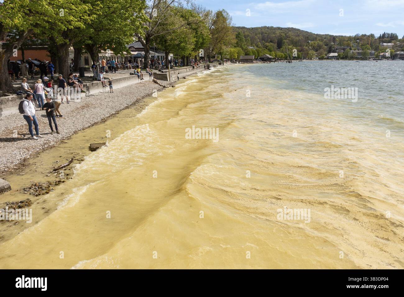 Polline sulla superficie del lago di Ammersee, Baviera, Germania, Europa Foto Stock