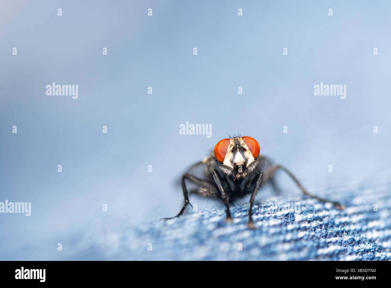 Una mosca di polpa comune che poggia su tessuto denim, mostrando il motivo a scacchi sull'addome e gli occhi rossi prominenti sullo sfondo blu Foto Stock