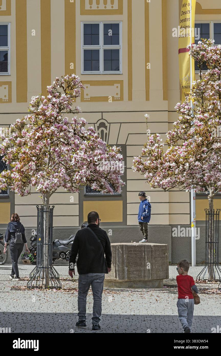 Alberi di magnolia primaverile, magnolia tulipani (magnolia Ã—soulangeana), Kempten, Allgaeu, Svevia, Baviera, Germania, Europa Foto Stock
