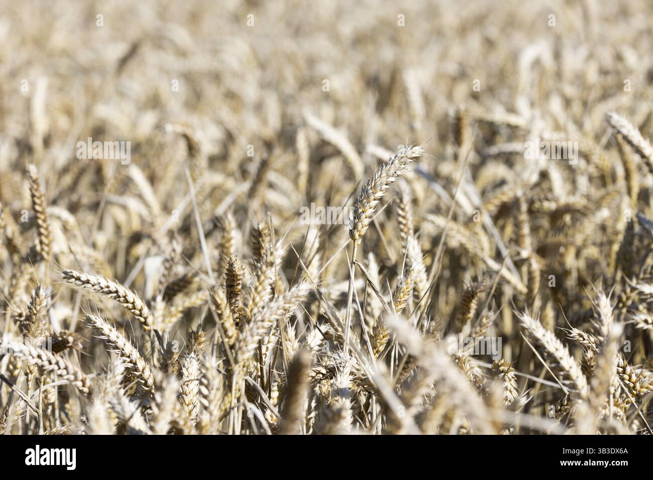 Primo piano di orecchie di grano dettagliate alla luce del sole, Coxhill, Shepherdswell, dover, Kent, gran Bretagna Foto Stock