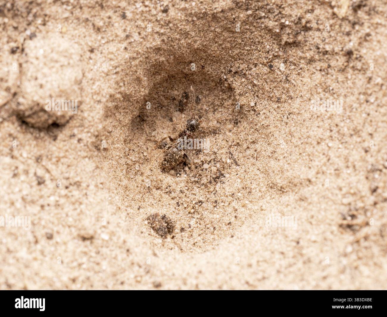 Antlionfly (Myrmeleontidae), imbuto di formicolio con formica come preda nella sabbia, bassa Sassonia, Germania, Europa Foto Stock