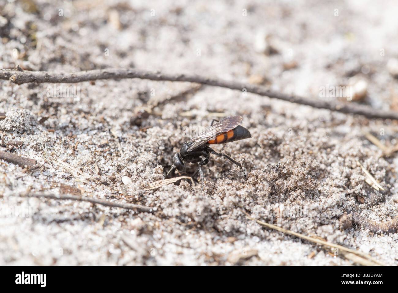 Vespa primaverile (Anoplius viaticus), scavando gallerie di riproduzione nella sabbia, bassa Sassonia, Germania, Europa Foto Stock