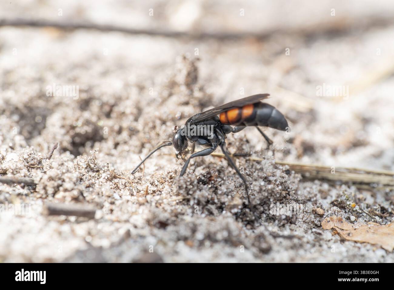Vespa primaverile (Anoplius viaticus), scavando gallerie di riproduzione nella sabbia, bassa Sassonia, Germania, Europa Foto Stock