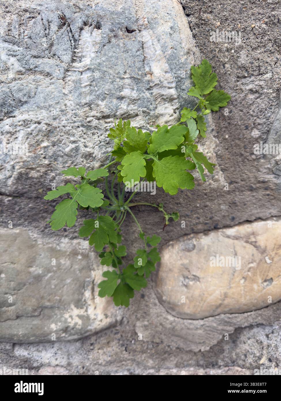 Pianta verde resiliente che cresce da fessure strette in pietra. Parete ruvida con crepe e colori resistenti agli agenti atmosferici, perfetta per temi di resistenza e crescita Foto Stock
