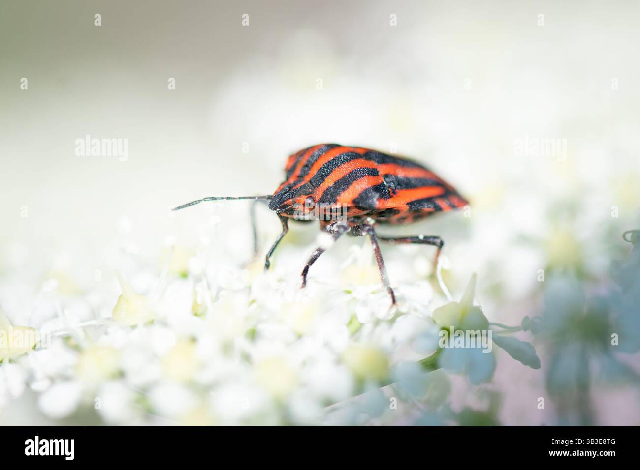 Un vibrante cimice a strisce rosse e nere - Graphosoma italicum - arroccato delicatamente su fiori bianchi, che mostra il suo motivo distintivo Foto Stock