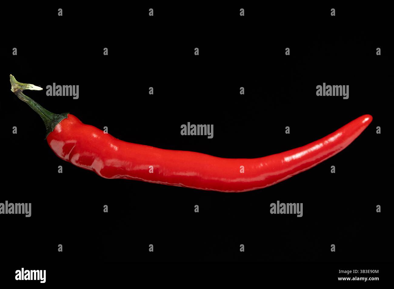 Un peperoncino rosso caldo su sfondo nero Foto Stock