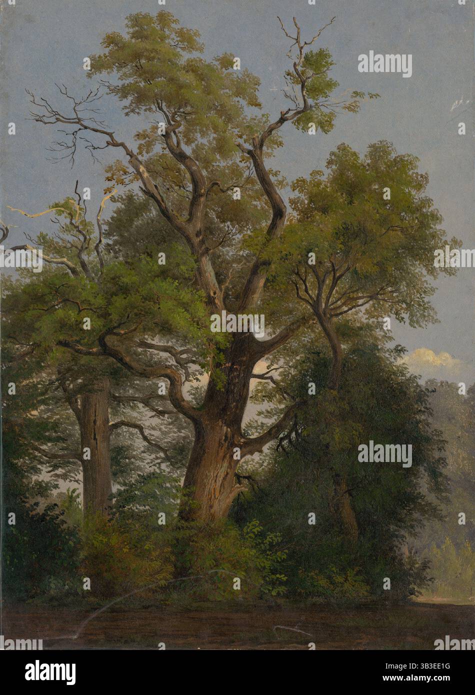 Alberi, 1860-1890. Foto Stock