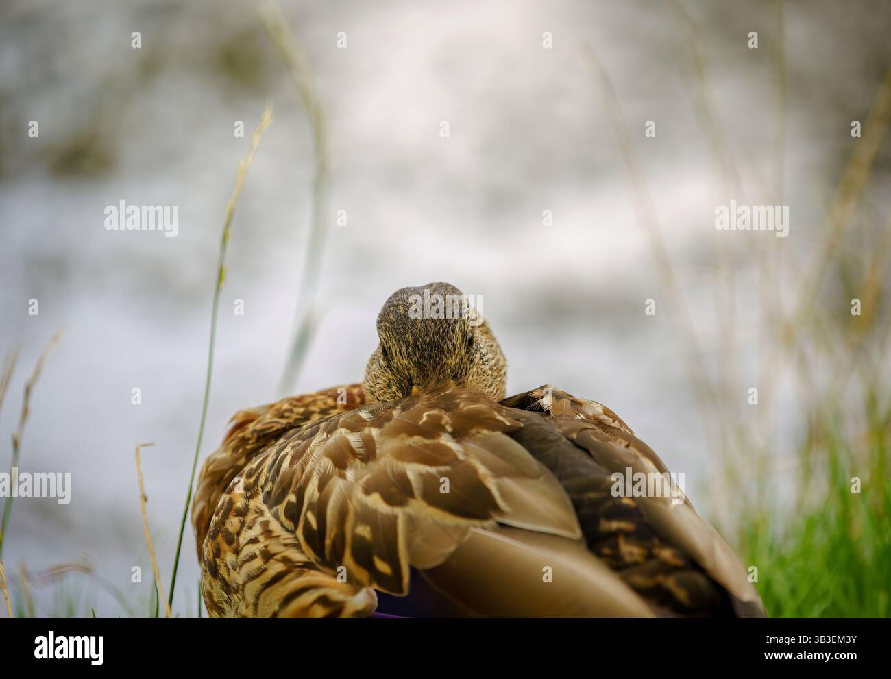 Anatra Mallard femmina annidata accanto al laghetto, che si fonde nel suo splendido ambiente naturale. Foto Stock