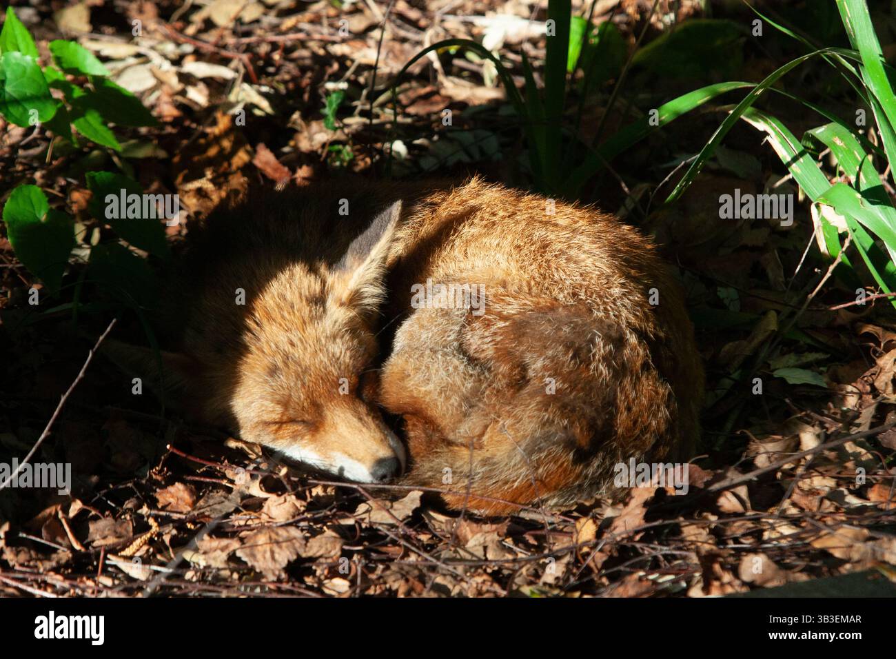 Clapham, Londra, Regno Unito. UK Meteo, 29 aprile 2025: Una volpe rossa vixen dorme rannicchiata al sole del mattino presto in un giardino a Clapham, a sud di Londra. L'Inghilterra sta vivendo una mini ondata di calore con temperature che si prevede raggiungano oggi i 25 gradi e i 27 entro la fine della settimana. Crediti: Anna Watson/Alamy Live News Foto Stock