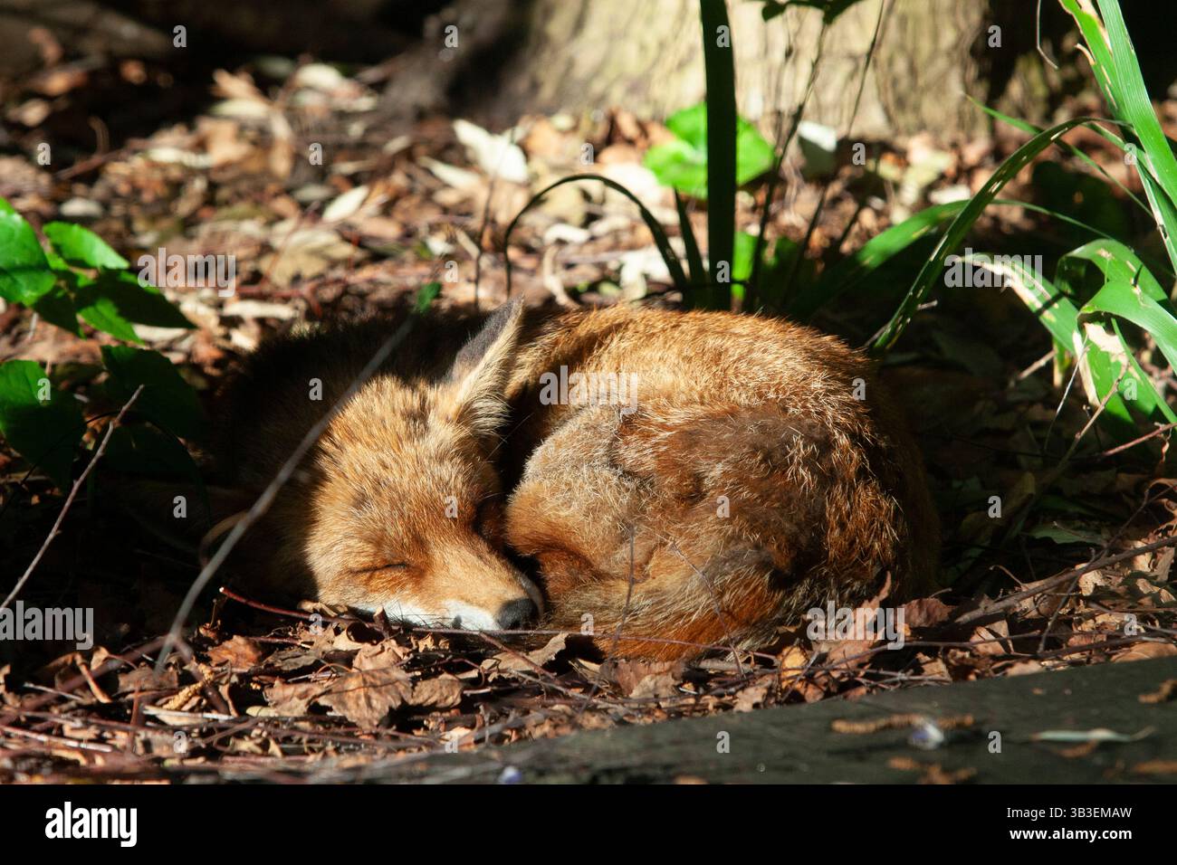 Clapham, Londra, Regno Unito. UK Meteo, 29 aprile 2025: Una volpe rossa vixen dorme rannicchiata al sole del mattino presto in un giardino a Clapham, a sud di Londra. L'Inghilterra sta vivendo una mini ondata di calore con temperature che si prevede raggiungano oggi i 25 gradi e i 27 entro la fine della settimana. Crediti: Anna Watson/Alamy Live News Foto Stock