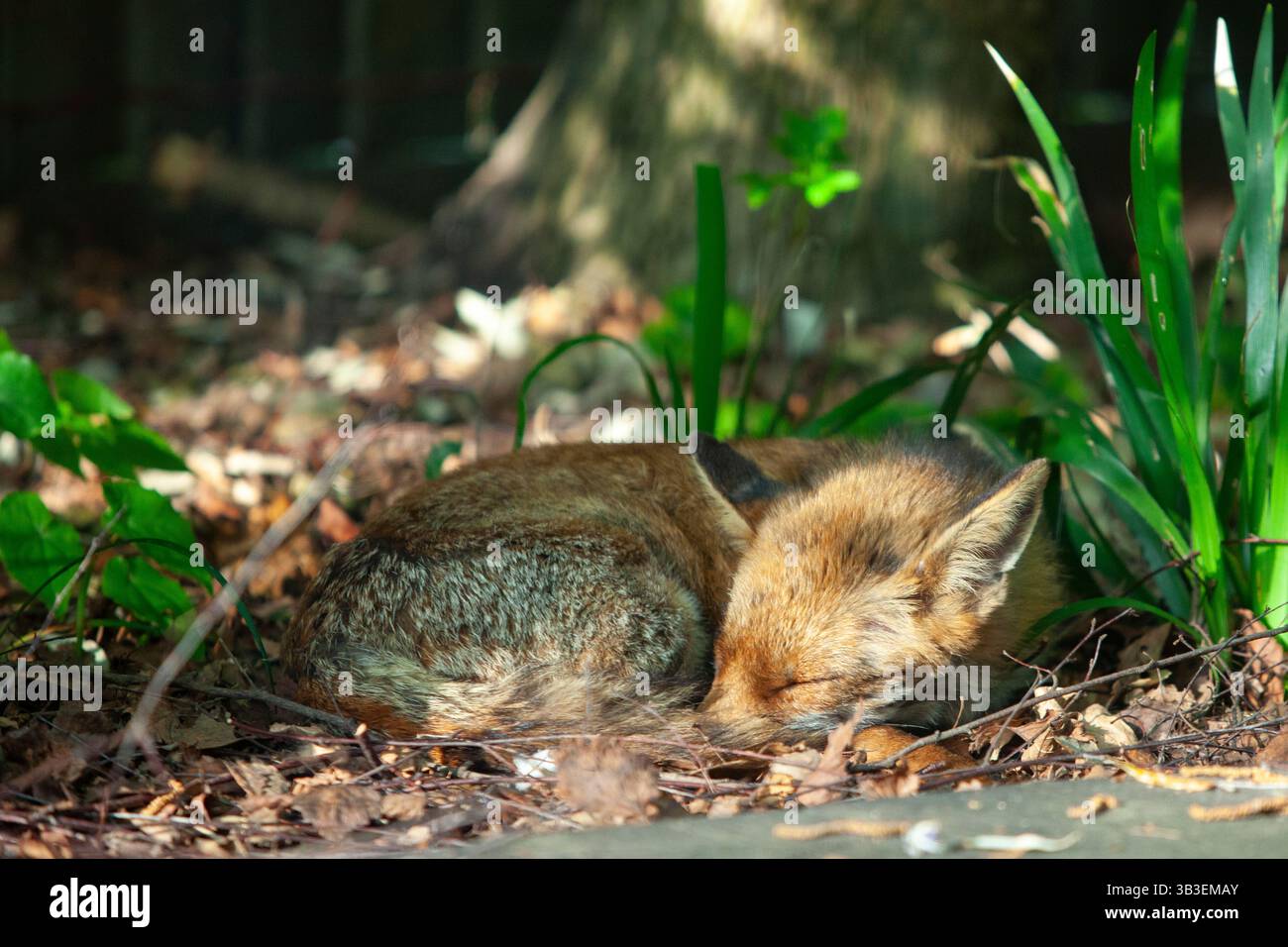 Clapham, Londra, Regno Unito. UK Meteo, 29 aprile 2025: Una volpe rossa vixen dorme rannicchiata al sole del mattino presto in un giardino a Clapham, a sud di Londra. L'Inghilterra sta vivendo una mini ondata di calore con temperature che si prevede raggiungano oggi i 25 gradi e i 27 entro la fine della settimana. Crediti: Anna Watson/Alamy Live News Foto Stock
