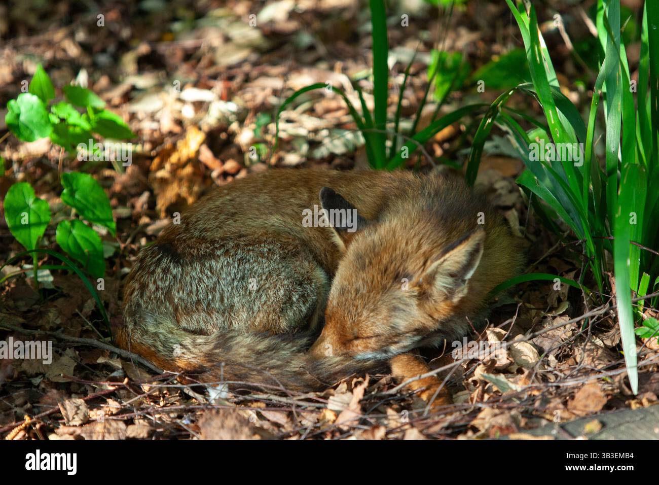Clapham, Londra, Regno Unito. UK Meteo, 29 aprile 2025: Una volpe rossa vixen dorme rannicchiata al sole del mattino presto in un giardino a Clapham, a sud di Londra. L'Inghilterra sta vivendo una mini ondata di calore con temperature che si prevede raggiungano oggi i 25 gradi e i 27 entro la fine della settimana. Crediti: Anna Watson/Alamy Live News Foto Stock