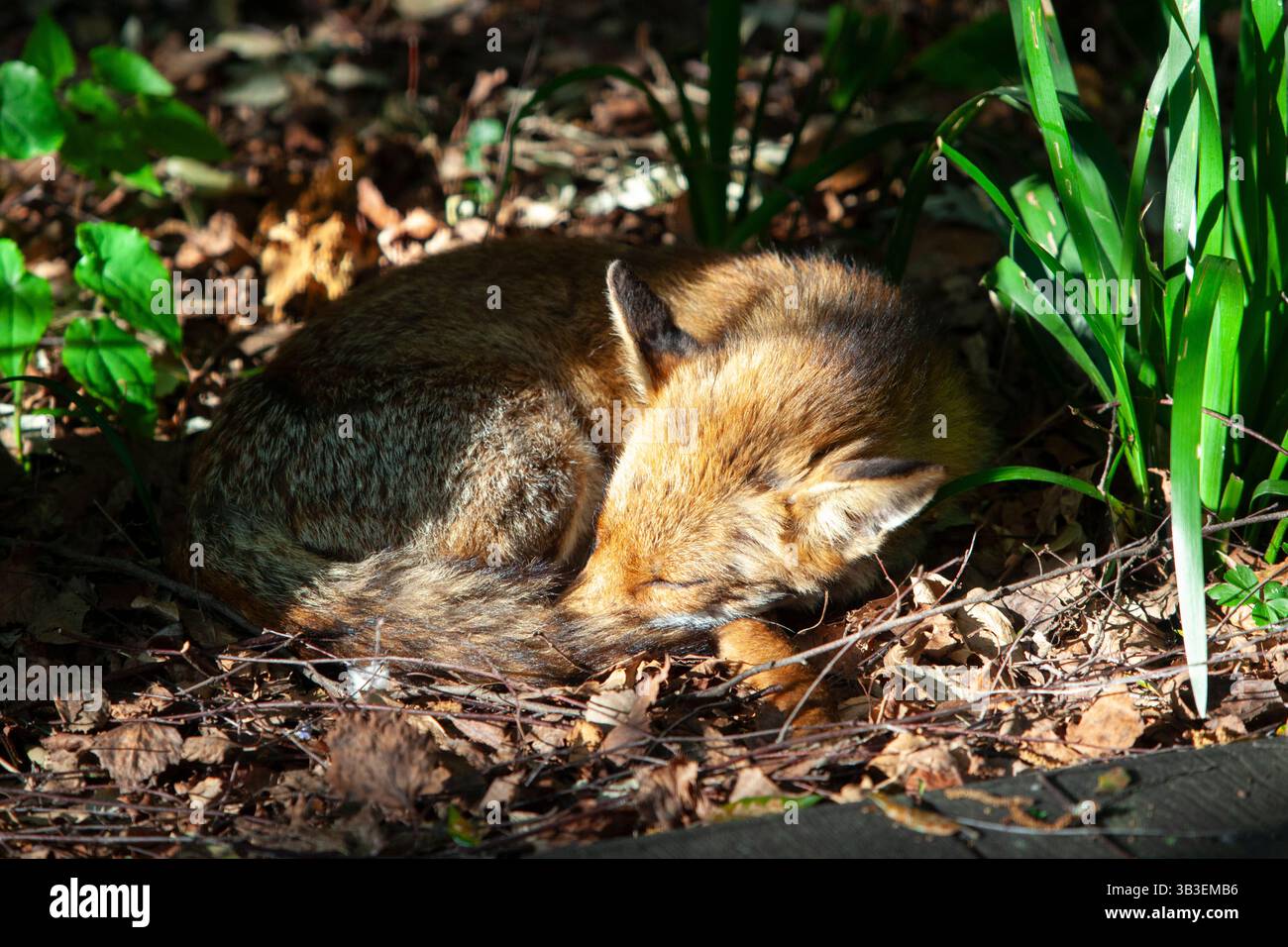 Clapham, Londra, Regno Unito. UK Meteo, 29 aprile 2025: Una volpe rossa vixen dorme rannicchiata al sole del mattino presto in un giardino a Clapham, a sud di Londra. L'Inghilterra sta vivendo una mini ondata di calore con temperature che si prevede raggiungano oggi i 25 gradi e i 27 entro la fine della settimana. Crediti: Anna Watson/Alamy Live News Foto Stock