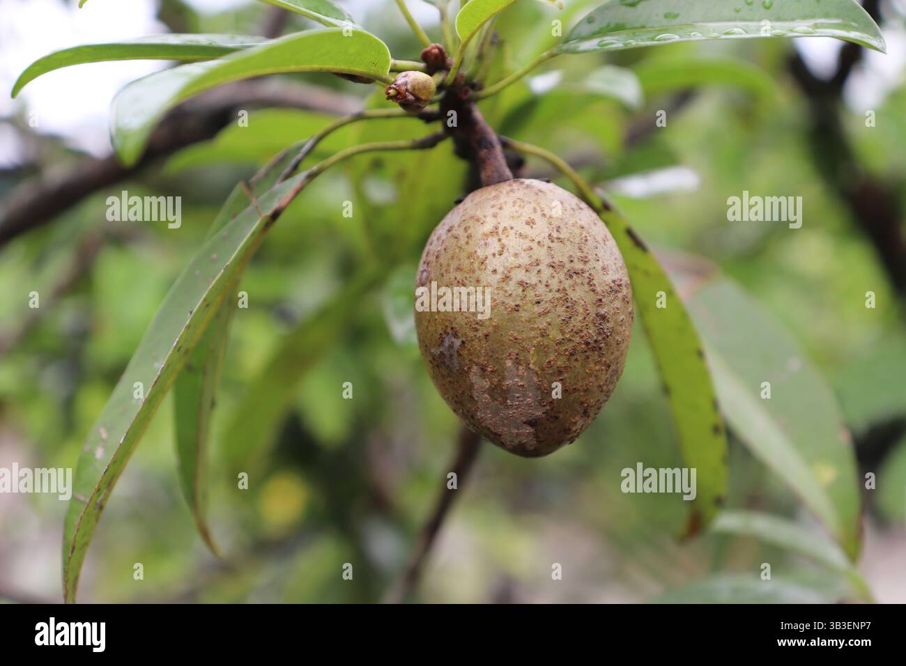 Primo piano cattura il sapote mamey sull'albero tra le foglie, evidenziandone la consistenza ruvida della pelle con piccoli boccioli lungo il suo stelo. Si concentra sui dettagli naturali Foto Stock