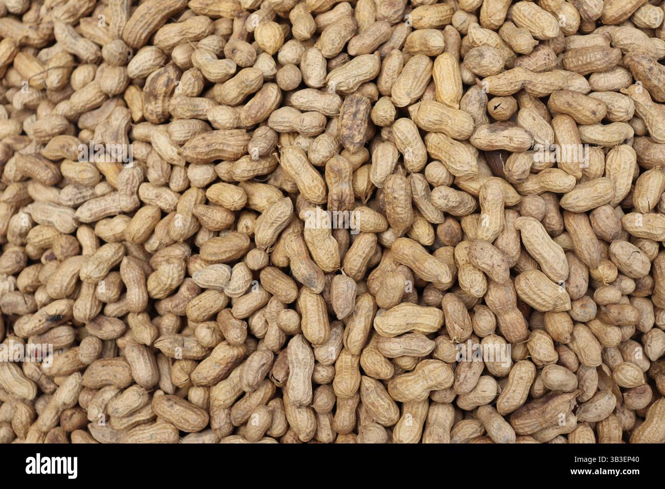 Denso gruppo di arachidi essiccate ancora nei gusci. Una foto dettagliata di cibo tostato, riempiendo l'inquadratura con primi piani ricchi di nutrienti legumi. Foto Stock Denso gruppo di arachidi essiccate ancora nei gusci. Una foto dettagliata di cibo tostato, riempiendo l'inquadratura con primi piani ricchi di nutrienti legumi. Foto Stock