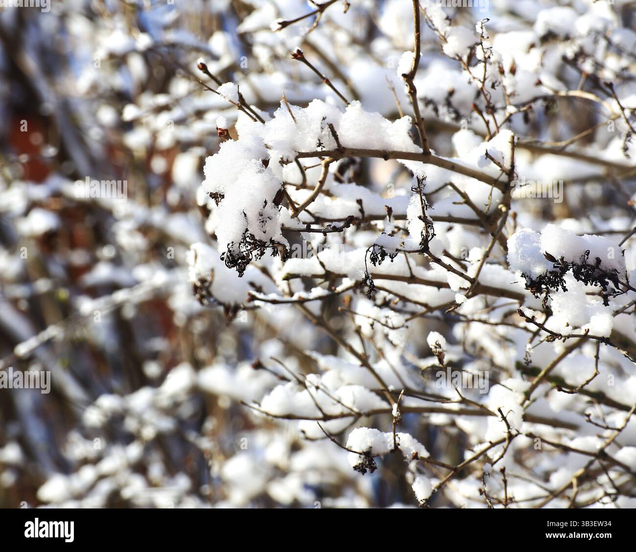 Rami ricoperti di neve: Delicati ramoscelli ricoperti di gelo, brillanti alla luce del sole nelle mattine invernali. Foto Stock