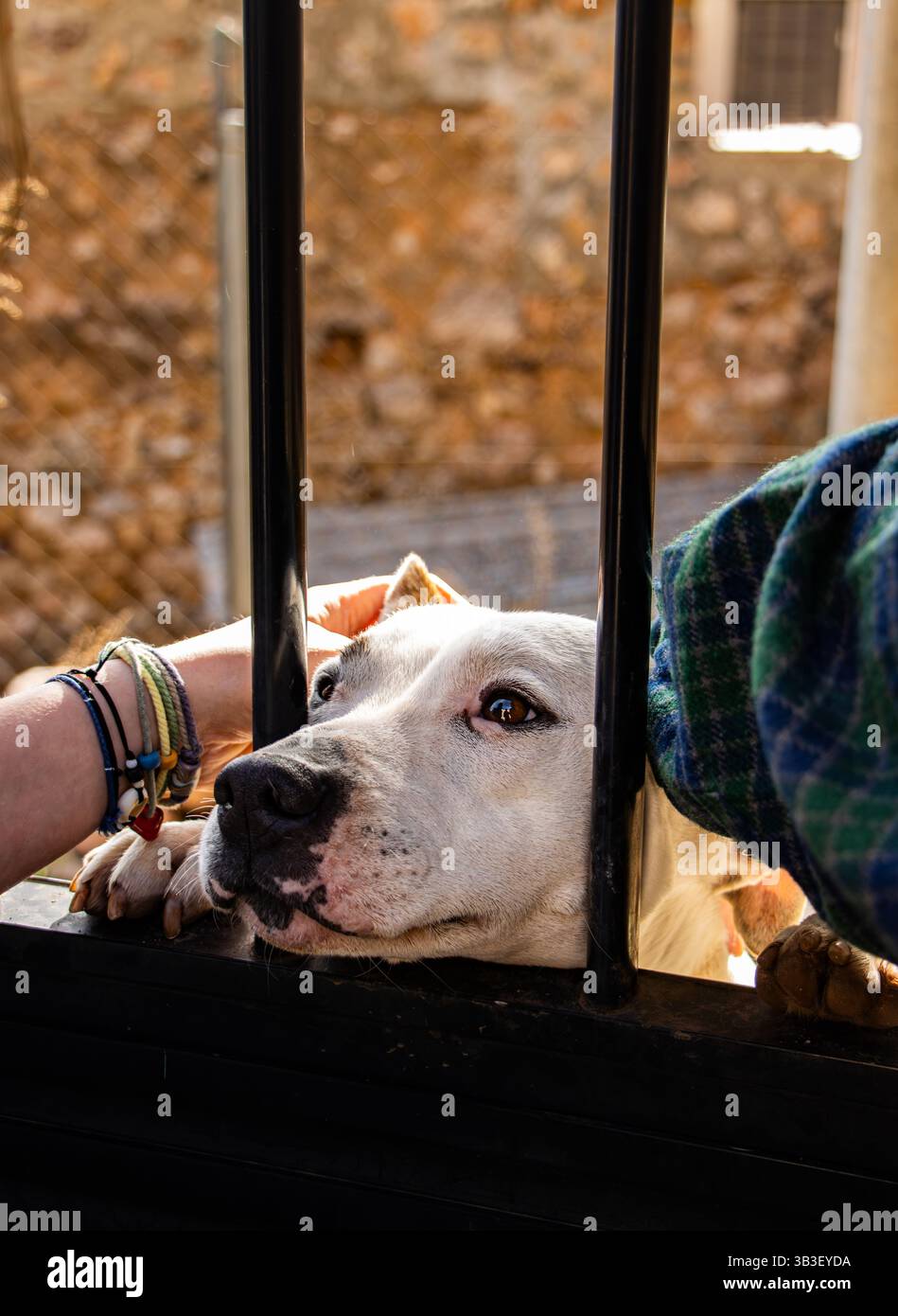 Cane compassionevole dietro le sbarre Foto Stock