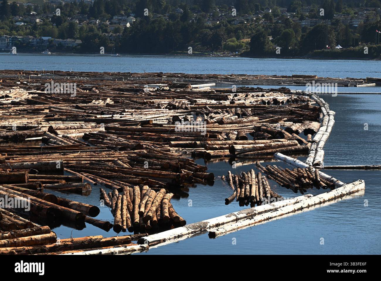 Nella zona di Ladysmith, Vancouver Island, i tronchi di allagamento sono in attesa di essere inviati alla vicina fabbrica di lavorazione del legno. Foto Stock