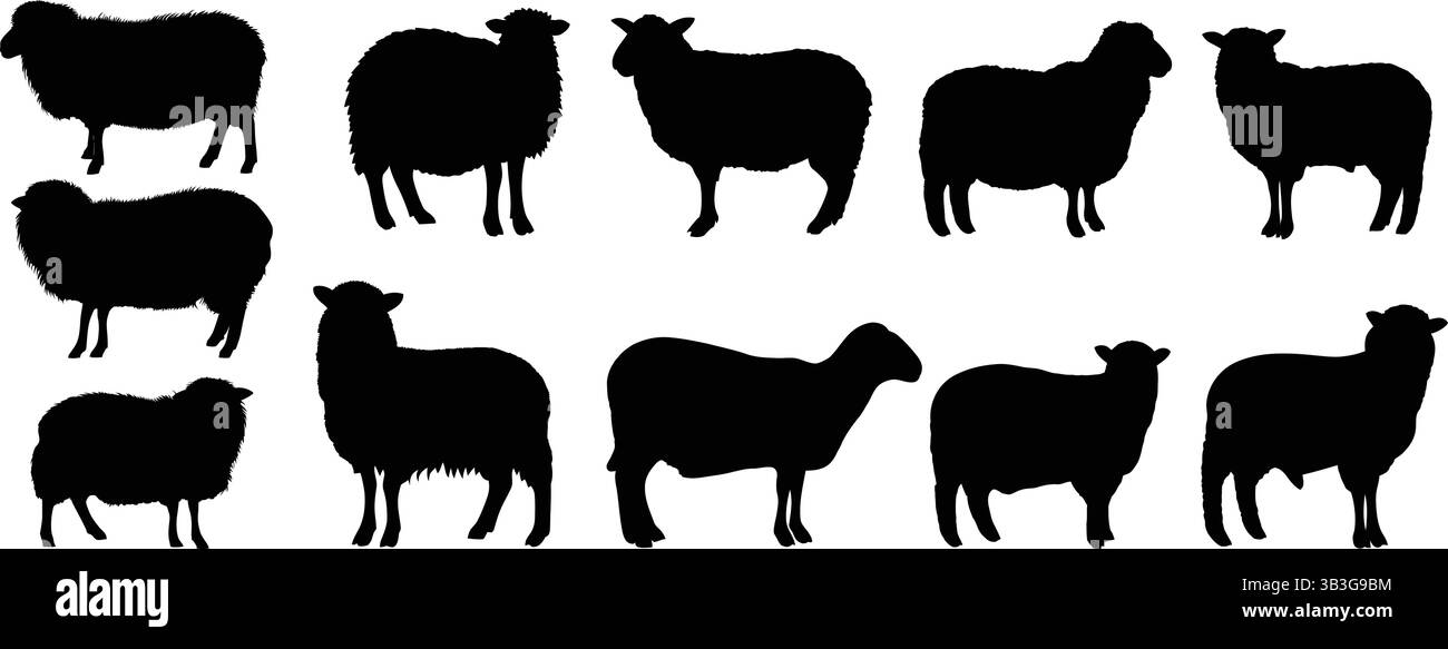 Set di diverse sagome di pecore e montoni, illustrazione vettoriale Illustrazione Vettoriale
