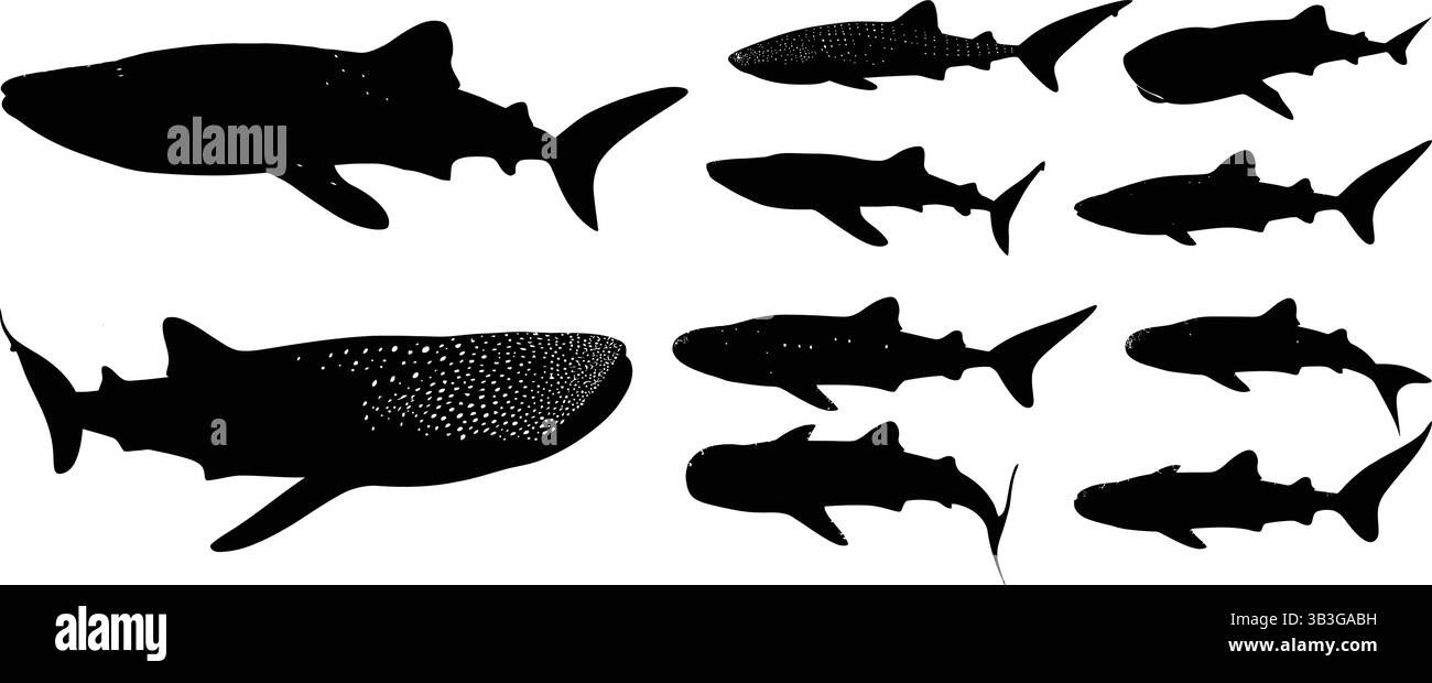 Set di sagome di squalo, tra cui uno squalo balena dettagliato e varie altre specie Illustrazione Vettoriale