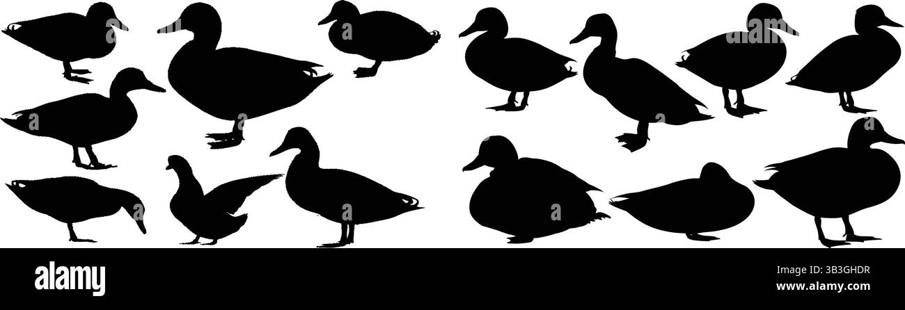 Elegant Collection di silhouette Black Mallard Duck in varie pose Illustrazione Vettoriale
