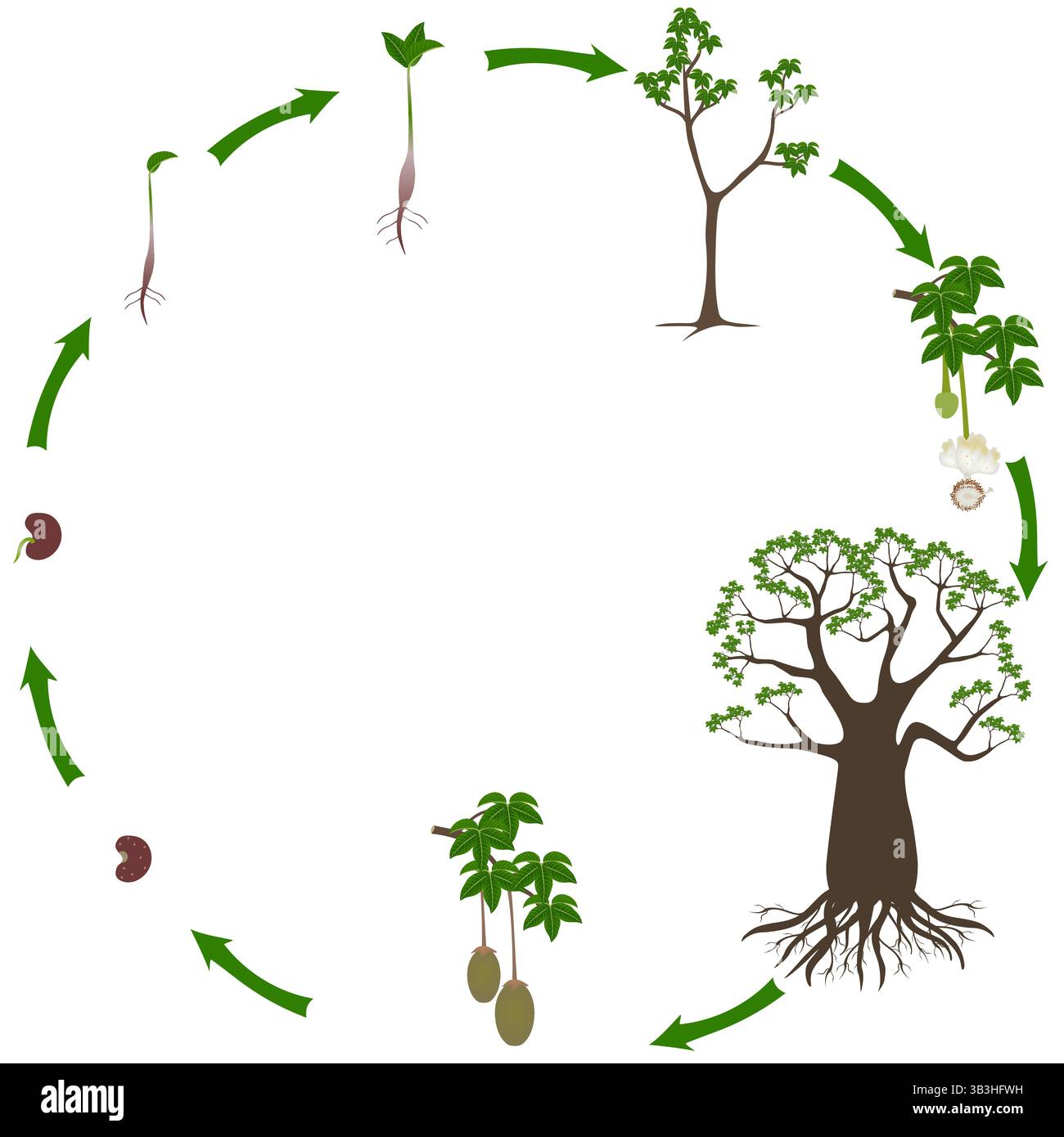 Ciclo di vita di un baobab su sfondo bianco. Illustrazione Vettoriale
