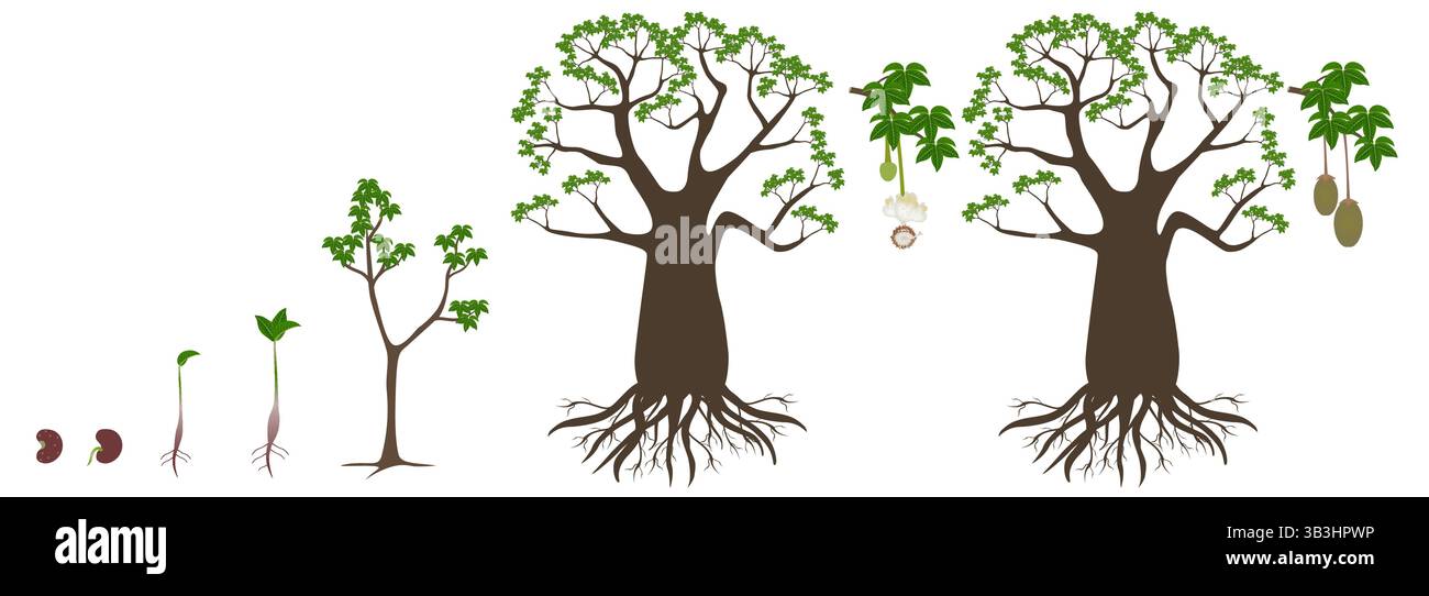 Ciclo di crescita di un albero di baobab su sfondo bianco. Illustrazione Vettoriale