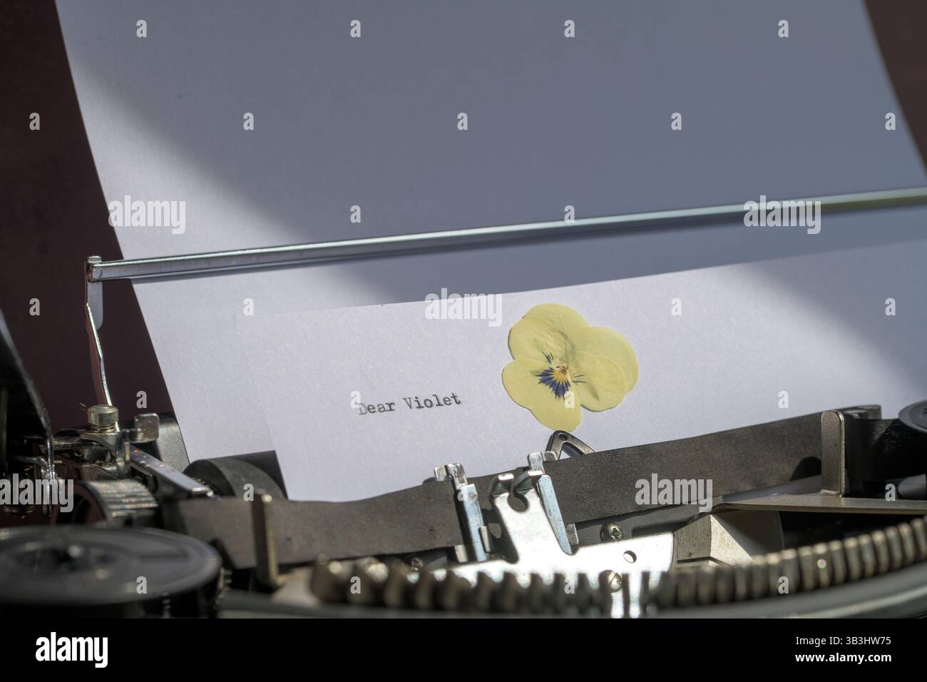Macchina da scrivere d'epoca con il messaggio "Dear Violet" su carta bianca, accompagnata da un fiore di viola giallo pressato - nostalgico e romantico Foto Stock