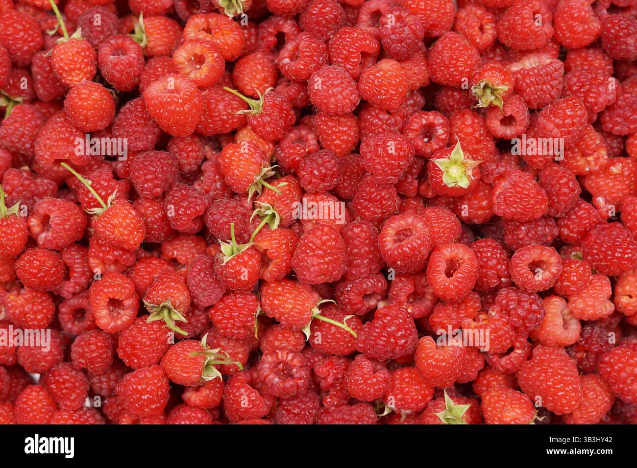 molti lamponi maturi, vista dall'alto Foto Stock