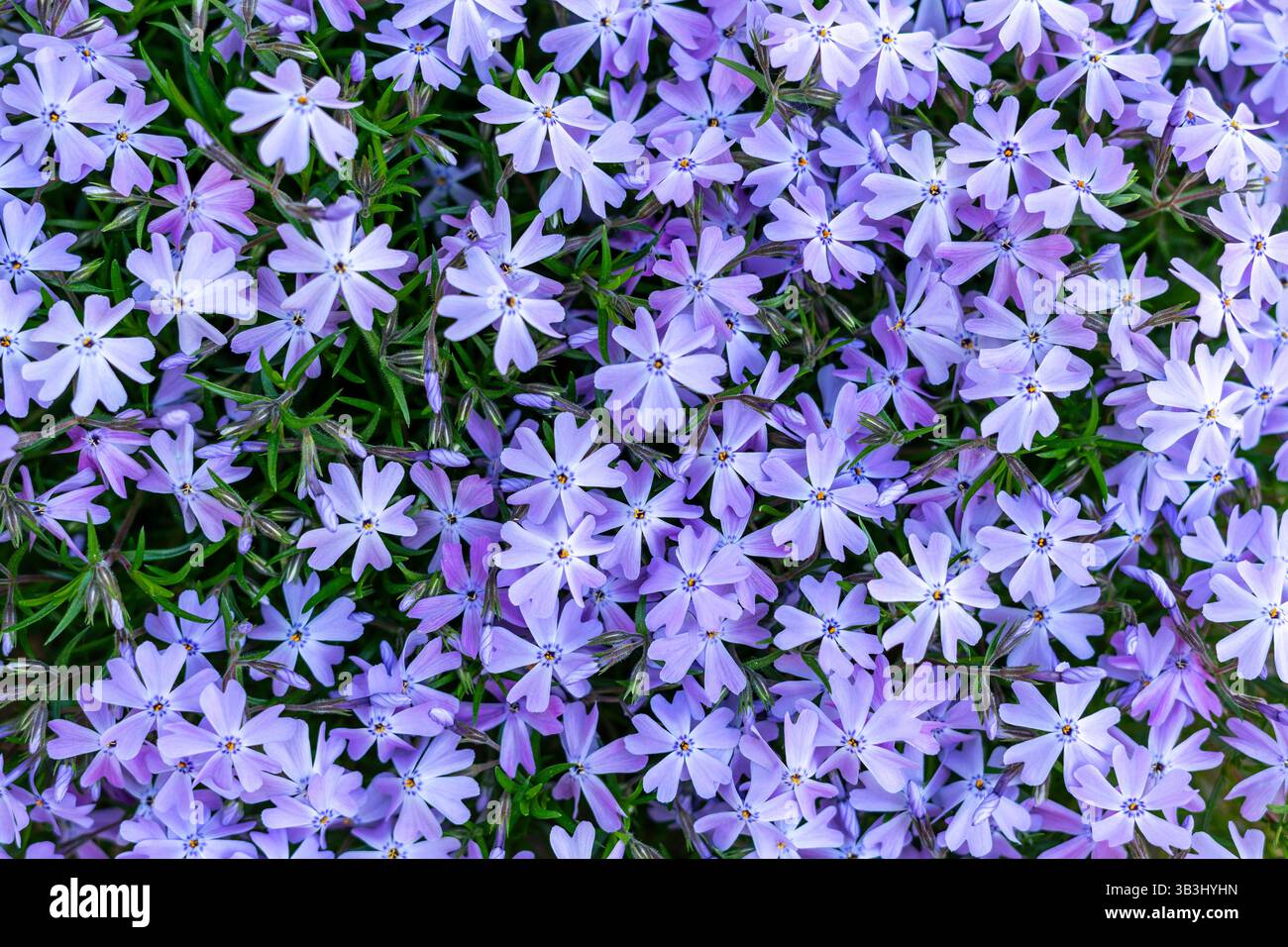 Piccoli fiori viola leggeri che crescono in un tappeto soffice, strisciante phlox Foto Stock