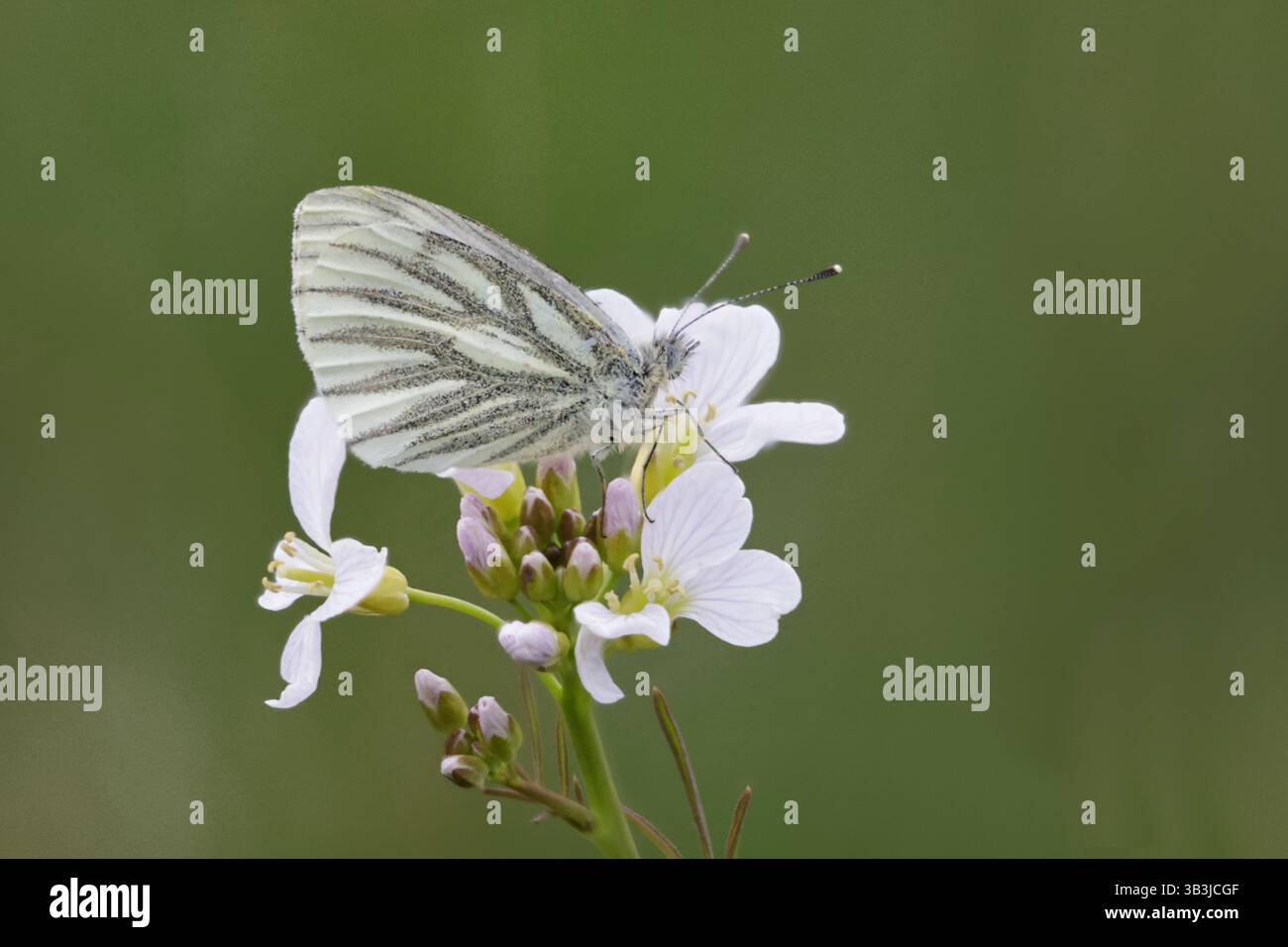 Green Veined White Butterfly che canta su un fiore di cuculo a Clattinger Farm Wiltshire Foto Stock