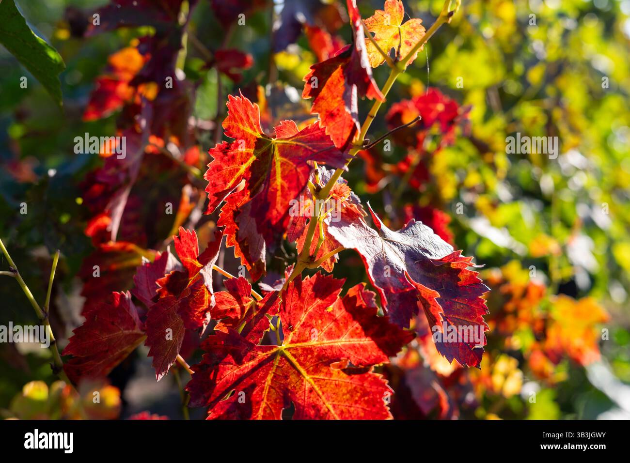 Colori autunnali, foglie cremisi del vigneto. Foto Stock